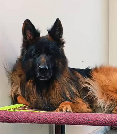 German shepherd puppies for sale healthy  WhatsApp number 0326=6549136