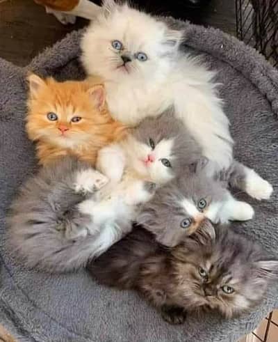 pure persian kitten (contact me on whatsapp)
