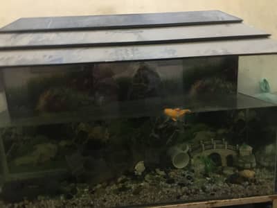 Fish Aquarium