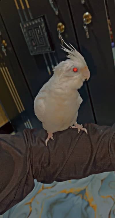 200% Fly Tame & Hand tamed Eno red eyes, black eyes Cockatiel pair