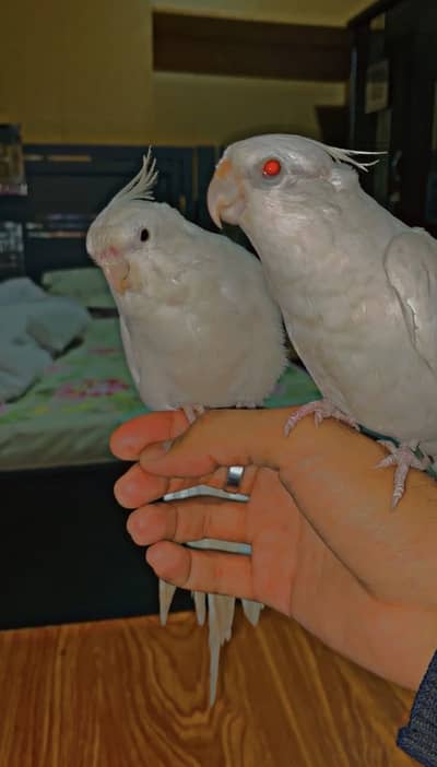 200% Fly Tame & Hand tamed Eno red eyes, black eyes Cockatiel pair