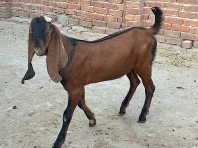 2 Bakray / bakra / donday bkray / goat  bakri