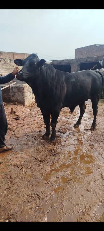 Qurbani / Farm bull for sale