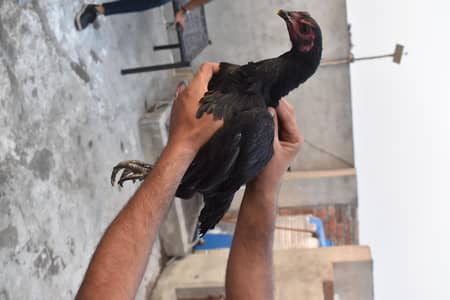 Cobra thai/black thai/kala murga/thai aseel/thai chicks/black chicks