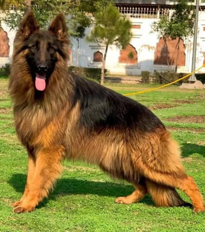 German shepard Threpal coat