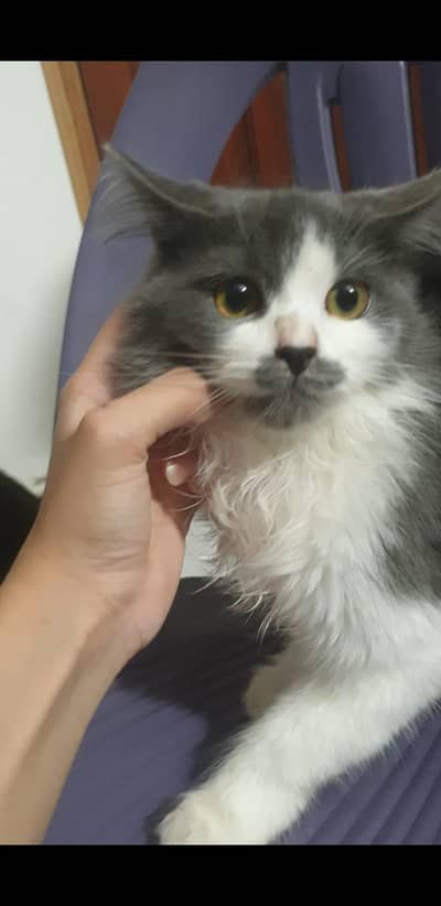 Fluffy Persian Kittens | Litter trained | With Accessories 03254240227