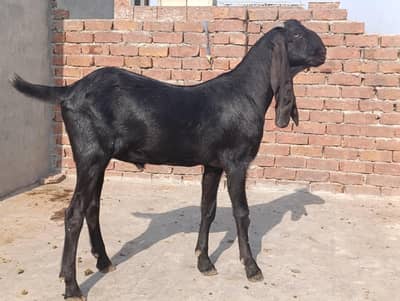 qurbani 2027 / bakra / goat