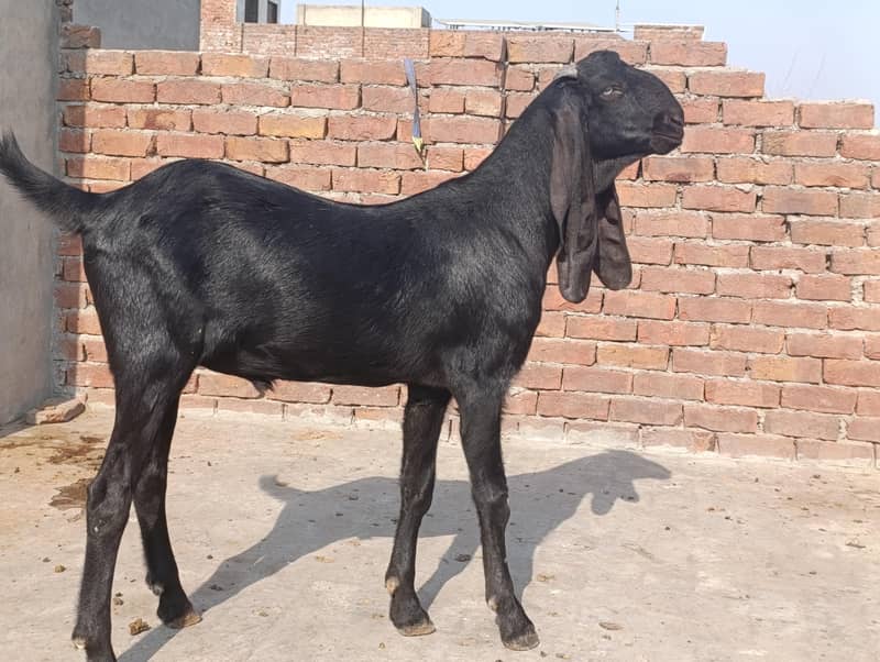 qurbani 2027 / bakra / goat - Goats - 1112359083