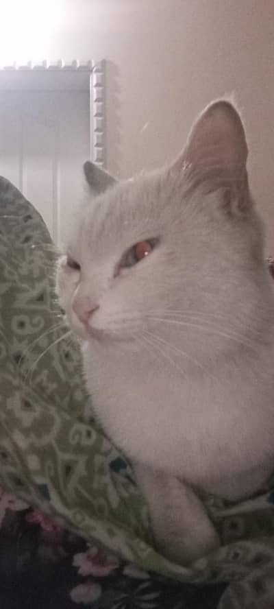 half Persian cat needs a home asap