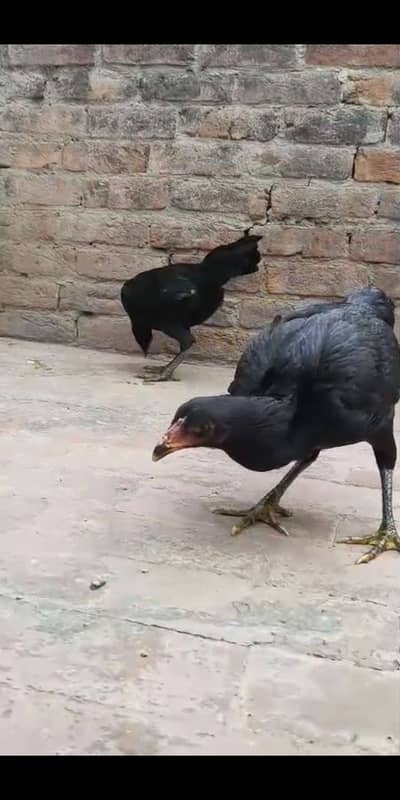 Thai + Japanese cross