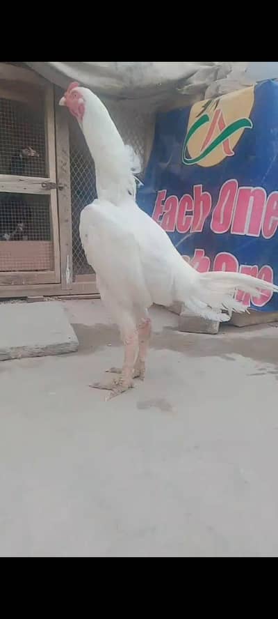 peper white aseel murga