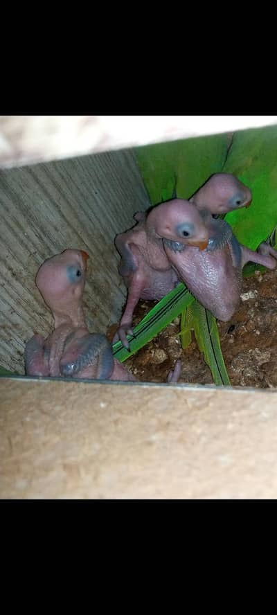 Ringneck baby's 03132656385