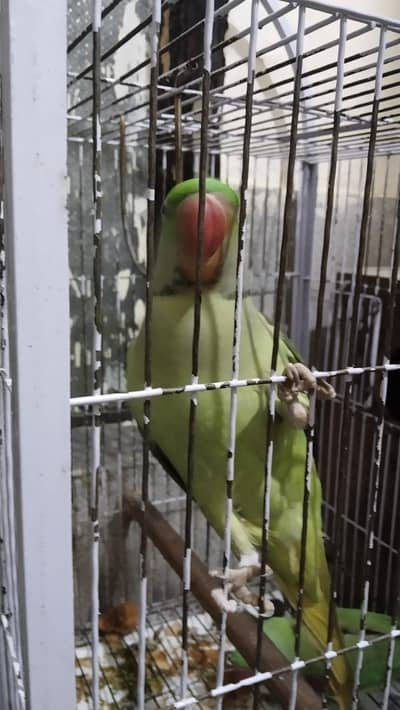 Raw Parrot Breeder Pair