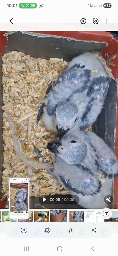 African grey chicks mother feed  Rate one chikic