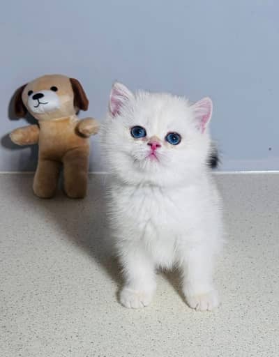 British shorthair Kitten