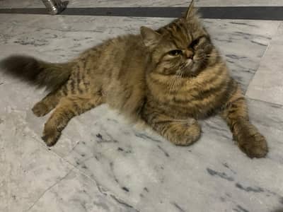 Beautiful Brown Tabby Persian Female - Playful & Healthy
