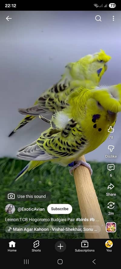 Tcb hogoromo required