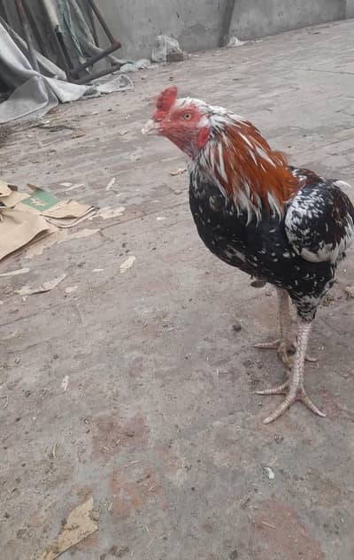 Kamalya and rampuri ma ha bht e awlla quality wla janwar ha