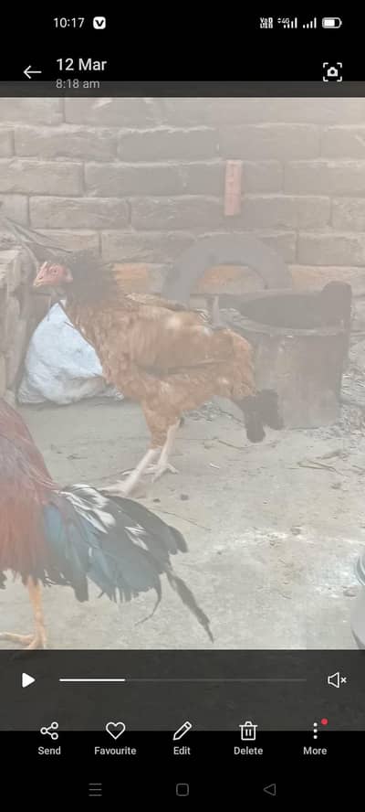 aseel murgi aur murga