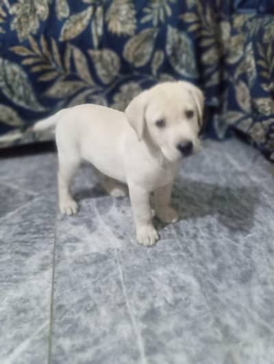 Nice dog hai 03244409369