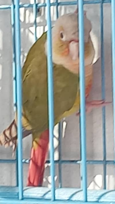 Pinapple and green cheek conure bonded pair