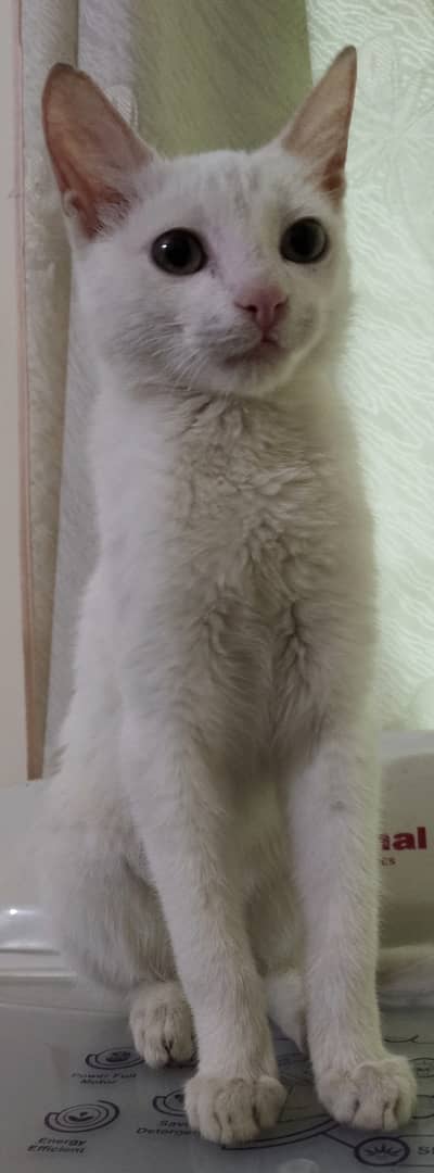 White Kitten For Sale