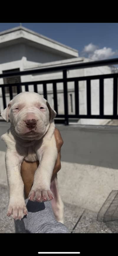 Bully Gultair Male pup