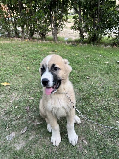 Pure king Alabai male puppy