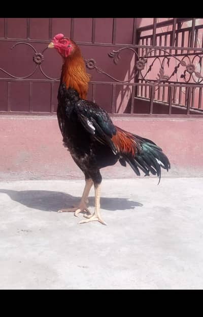 High Quality [ Lakha ] King O Shamo for Sale
