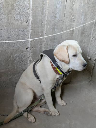 Active male Labrador 9 Months