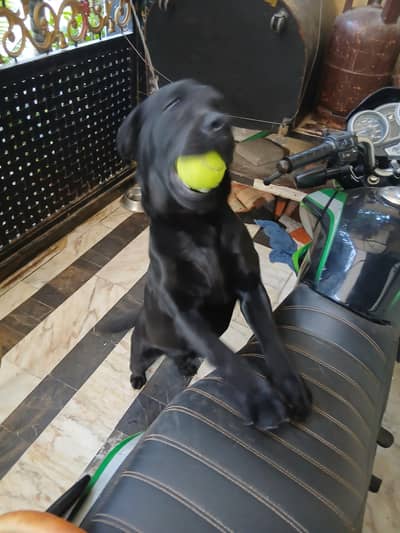Labrador Dog For Sale