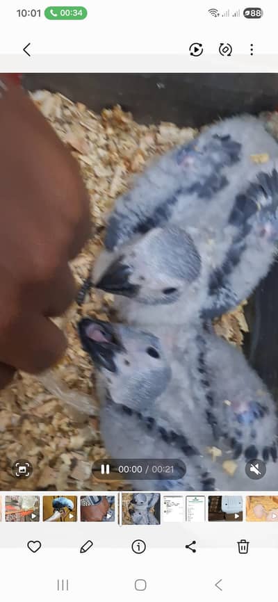 African grey cango chicks available