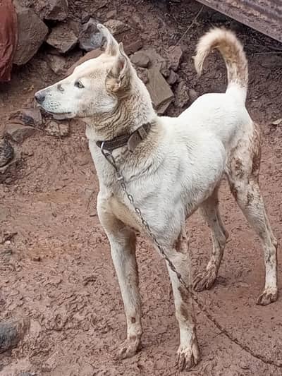 Forsale Nd Xchang Aseel pair