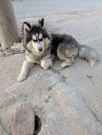 Siberian husky pair for sale | Pedigree Award winner Male |Double coat