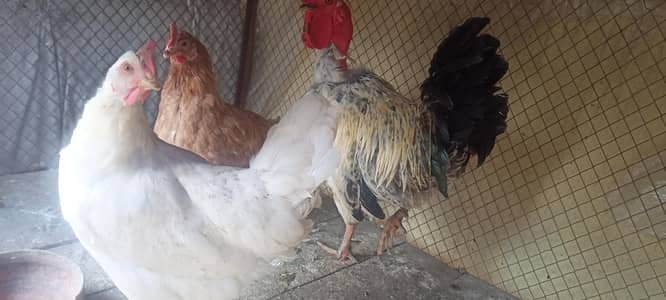 1 desi murgha 2 eggs murghian