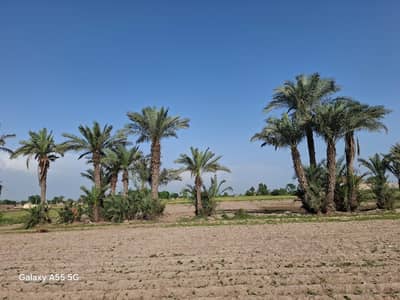 Trees for sale in Agricutltural Land