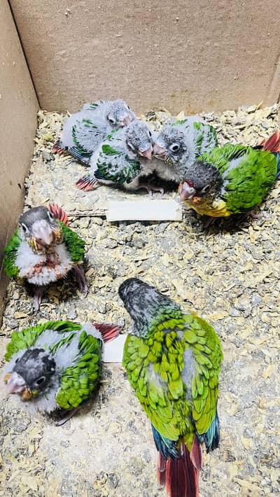 Yellow sided conure 03174420016