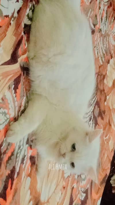 percian breader female on heat