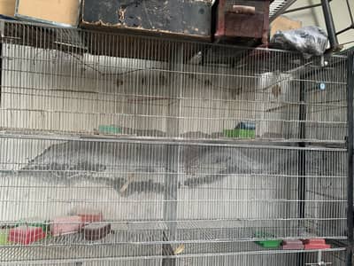 Big birds cage for sale
