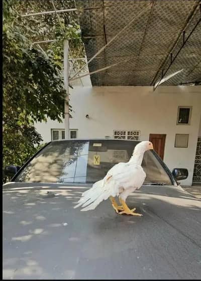 arrot big murga age 3 month for sale 03468444939