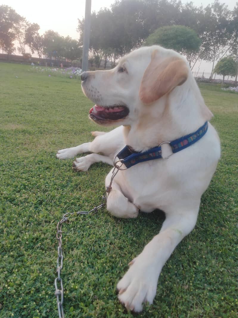labrador 0