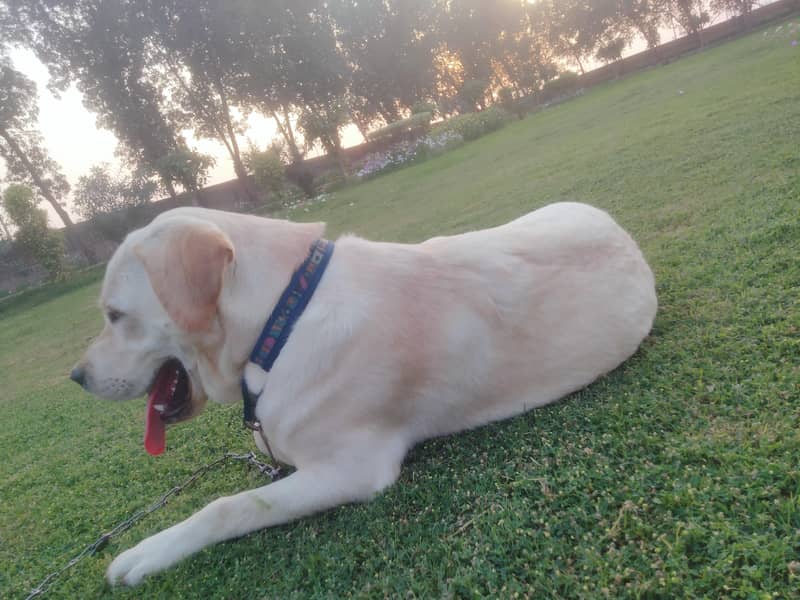 labrador 1
