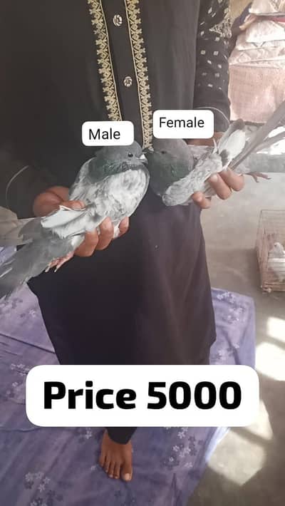 Kalsira kabotar Kali ankh ma chapdar