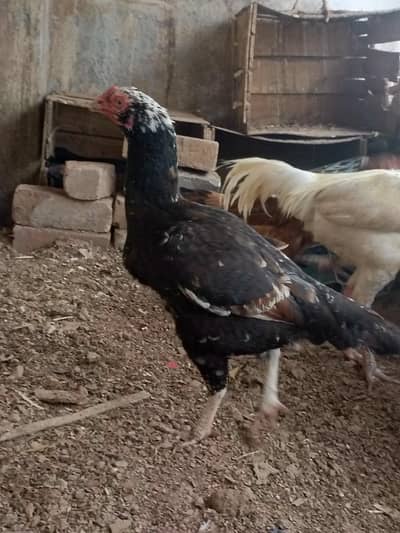 Aseel brids for sale