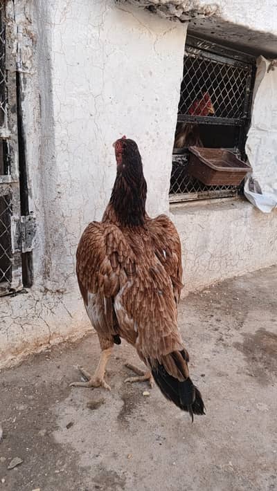 Aseel lakhi madi high quality for sale