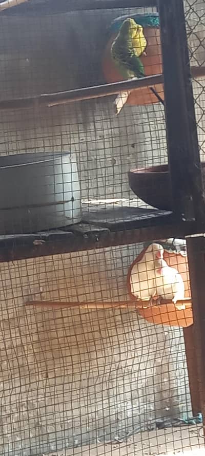 gray white love birds