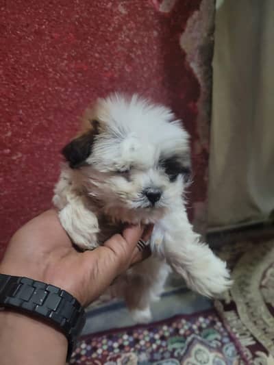 Shih Tzu
