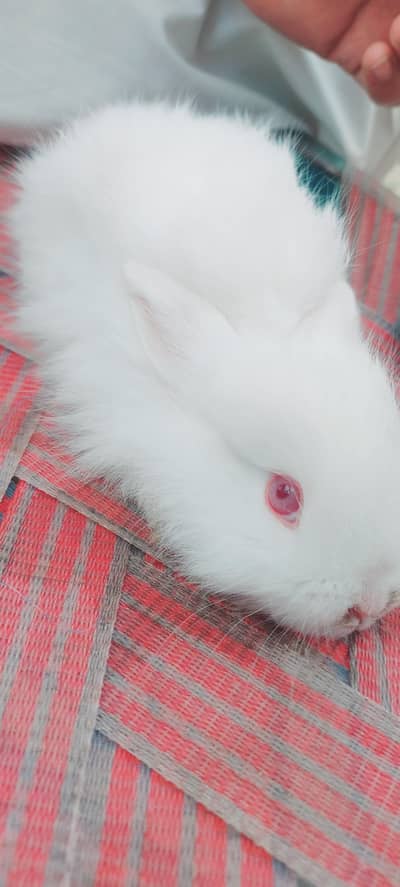 New zeland wait rabbit available