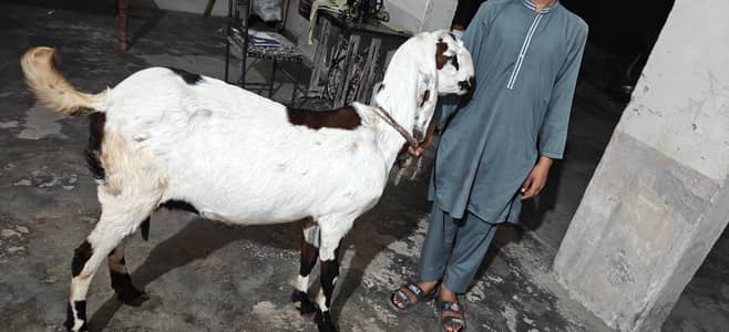 Bakri for sale wathapps 03101634019 wathapps