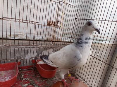 latha pigeon female